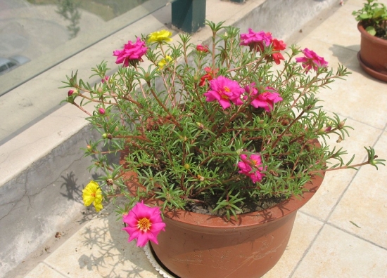 20种常见植物的扦插办法