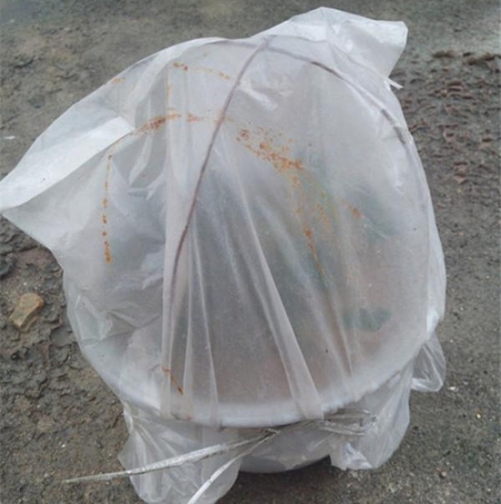 20种常见植物的扦插办法