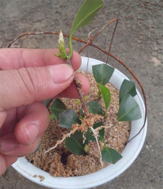 20种常见植物的扦插办法