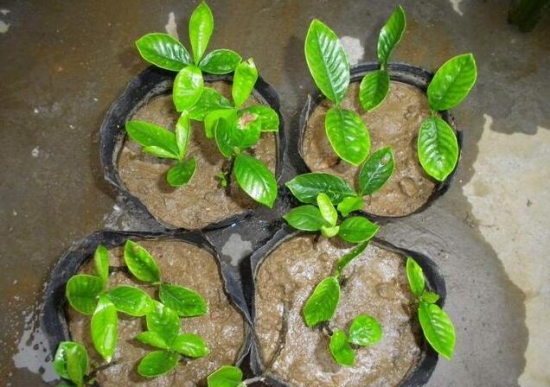 20种常见植物的扦插办法