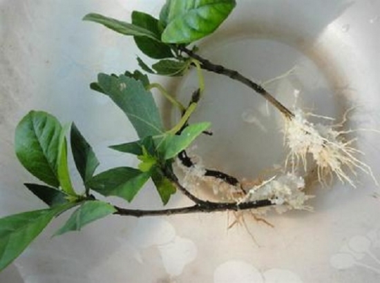 20种常见植物的扦插办法