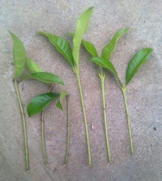 20种常见植物的扦插办法