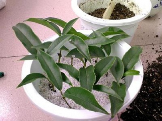 20种常见植物的扦插办法