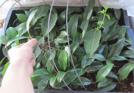 20种常见植物的扦插办法