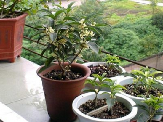 20种常见植物的扦插办法