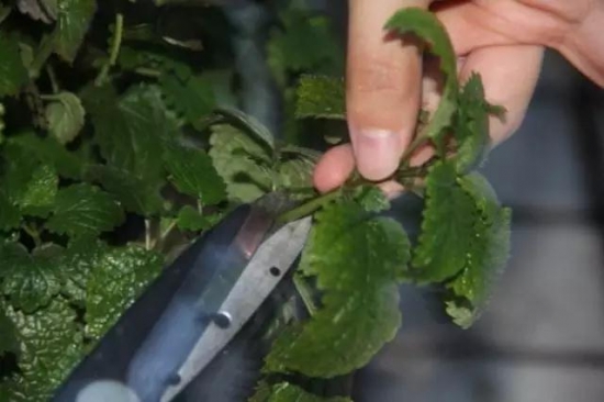 20种常见植物的扦插办法