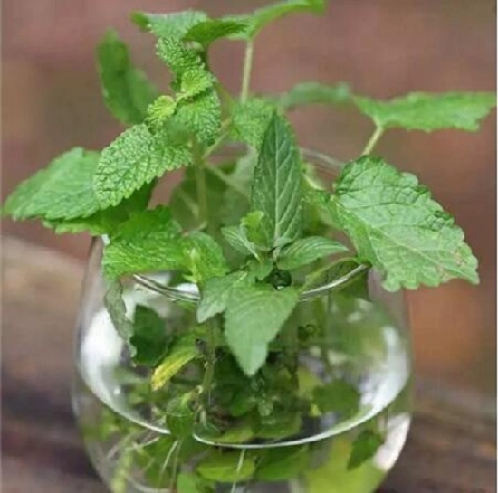 20种常见植物的扦插办法