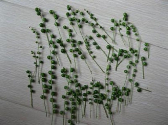 20种常见植物的扦插办法