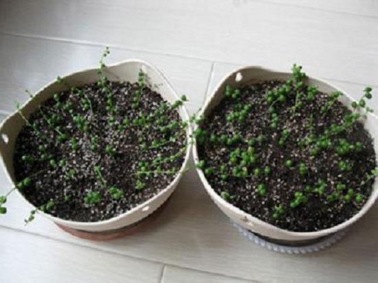 20种常见植物的扦插办法