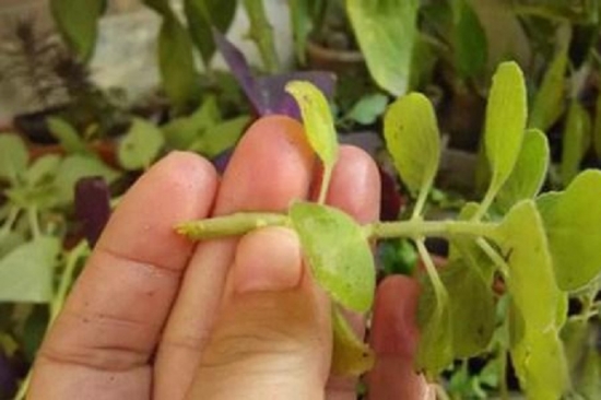 20种常见植物的扦插办法