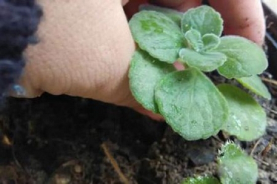 20种常见植物的扦插办法