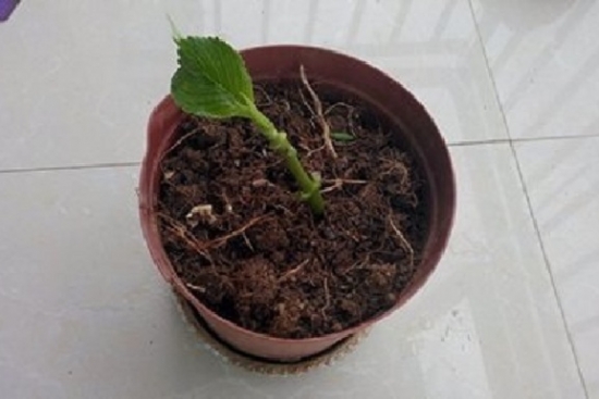 20种常见植物的扦插办法