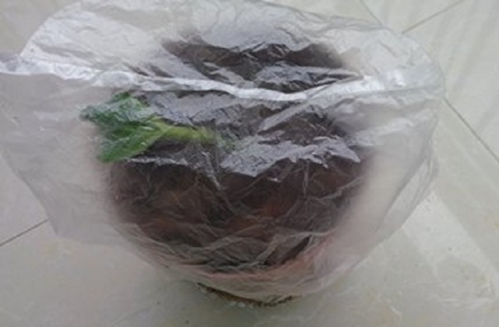 20种常见植物的扦插办法