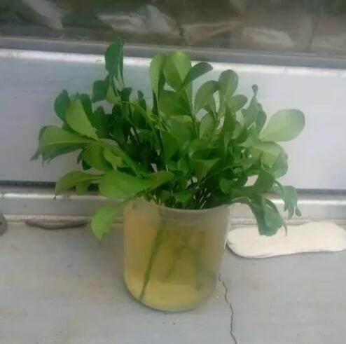 20种常见植物的扦插办法