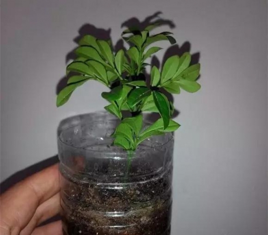 20种常见植物的扦插办法