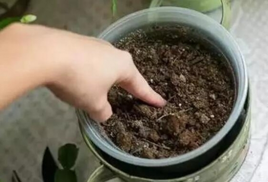 4招教你如何科学浇水：以间干间湿为原则