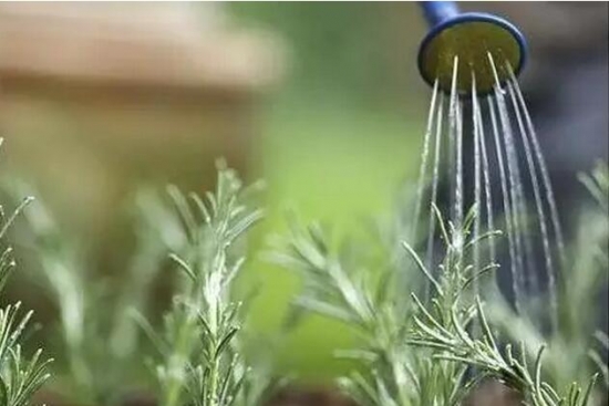 4招教你如何科学浇水：以间干间湿为原则