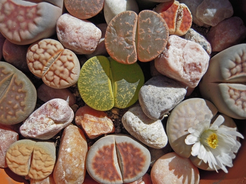 家庭养花如何正确的浇水：遵循见干见湿浇水原则