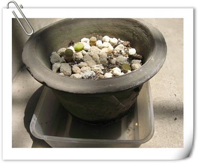 家庭养花如何正确的浇水：遵循见干见湿浇水原则