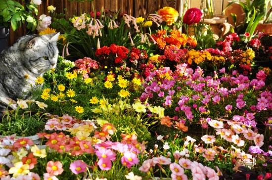 养花技巧 养花技巧|如何让花不黄叶不烂根