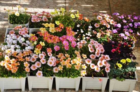 花盆底部垫木炭 养花技巧|如何让花不黄叶不烂根