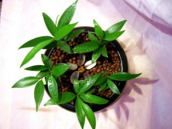 陶粒做花盆铺面 养花技巧|如何让花不黄叶不烂根