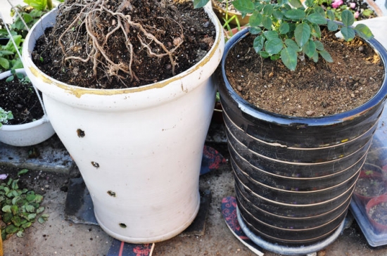 花盆底垫核桃壳 养花技巧|如何让花不黄叶不烂根