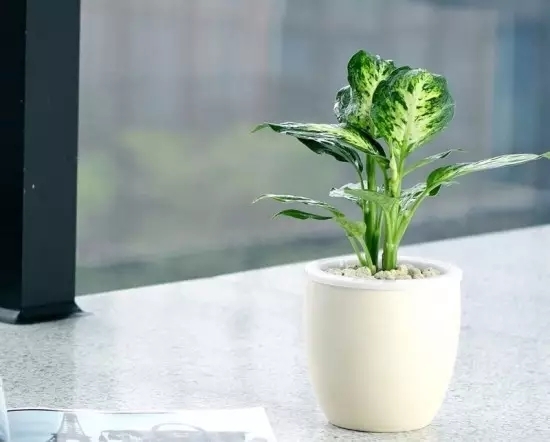 花盆底垫泡沫板碎片 养花技巧|如何让花不黄叶不烂根