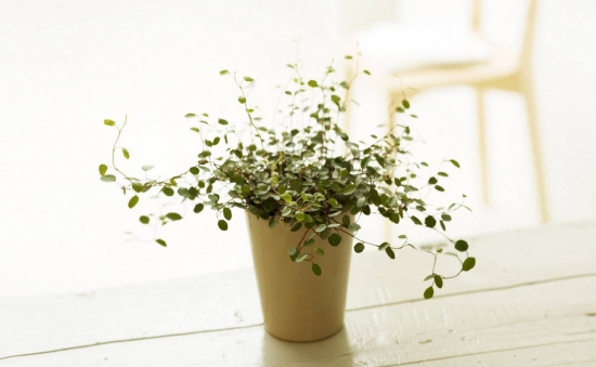 啤酒可以用来养花吗：啤酒中含有二氧化碳，是植物新陈代谢不可少的物质