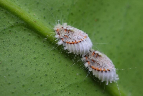 啤酒可以用来养花吗：啤酒中含有二氧化碳，是植物新陈代谢不可少的物质