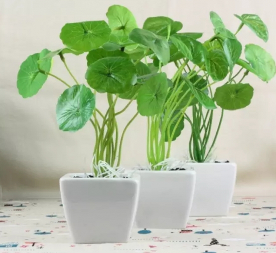 啤酒可以用来养花吗：啤酒中含有二氧化碳，是植物新陈代谢不可少的物质