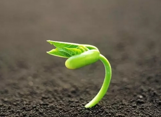 啤酒可以用来养花吗：啤酒中含有二氧化碳，是植物新陈代谢不可少的物质