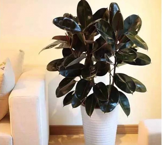 啤酒可以用来养花吗：啤酒中含有二氧化碳，是植物新陈代谢不可少的物质