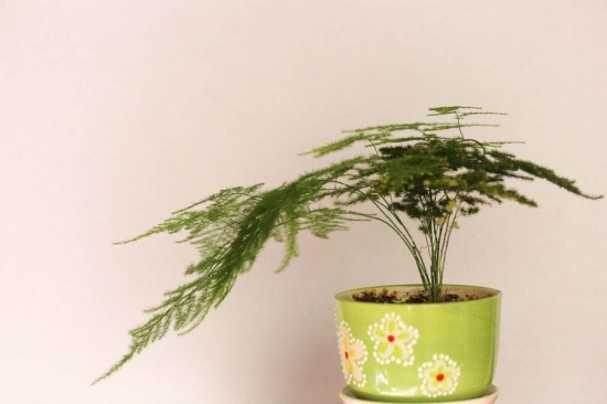 超实用！40种常见植物养护办法