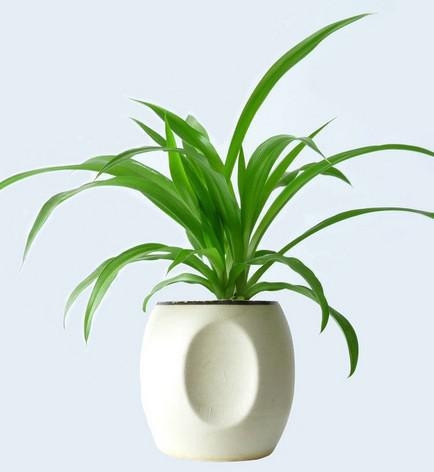 超实用！40种常见植物养护办法