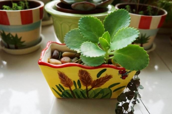 超实用！40种常见植物养护办法