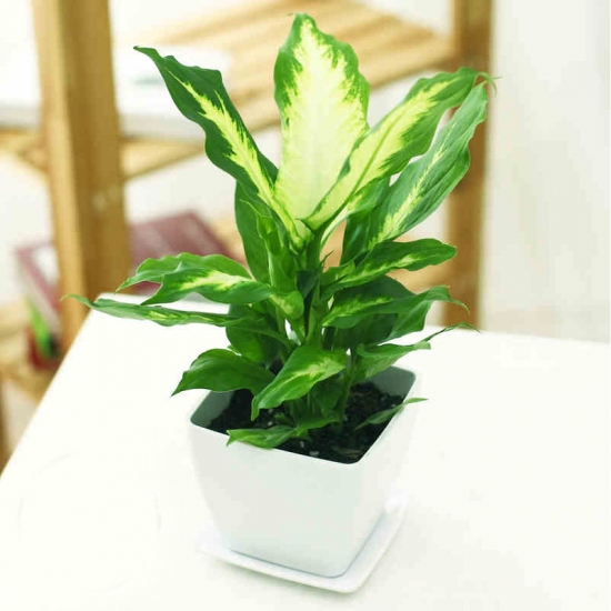 超实用！40种常见植物养护办法