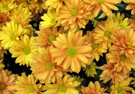 超实用！40种常见植物养护办法