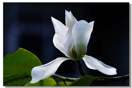 超实用！40种常见植物养护办法