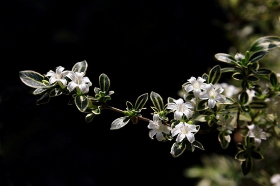 超实用！40种常见植物养护办法