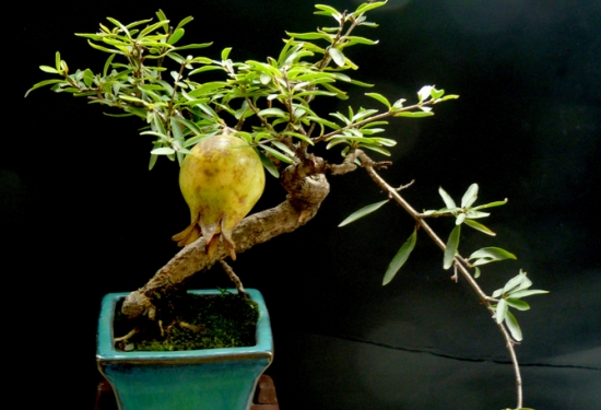 超实用！40种常见植物养护办法