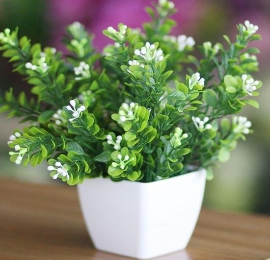 超实用！40种常见植物养护办法