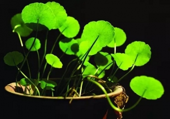 如何知道你家的花是否缺肥：早发现早治疗