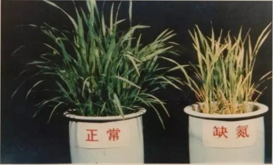 如何知道你家的花是否缺肥：早发现早治疗