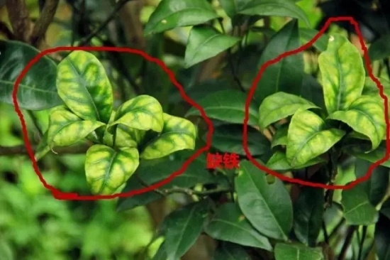 如何知道你家的花是否缺肥：早发现早治疗