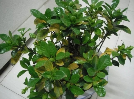 如何知道你家的花是否缺肥：早发现早治疗