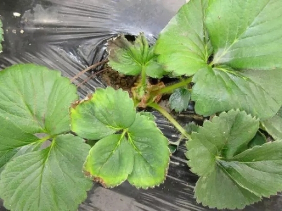 如何知道你家的花是否缺肥：早发现早治疗