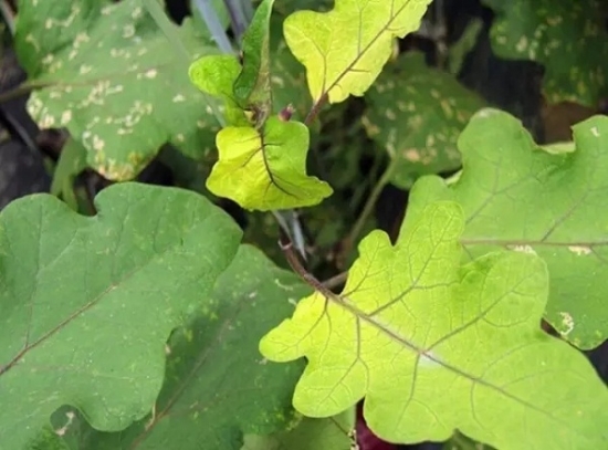 如何知道你家的花是否缺肥：早发现早治疗