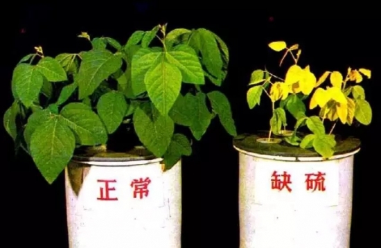 如何知道你家的花是否缺肥：早发现早治疗