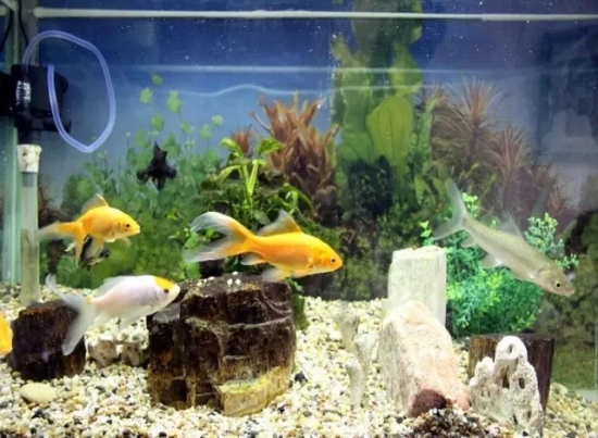 家庭废水（物）巧利用：废物回收利用小妙招